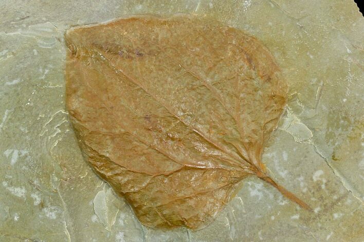 Fossil Leaf (Zizyphoides) - Montana #120858